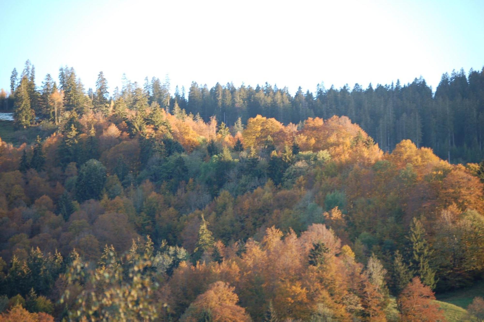 Gasthaus Schaefli Alt St. Johann Zewnętrze zdjęcie